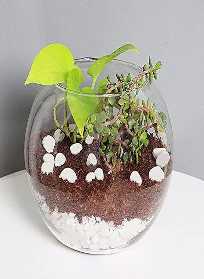 Power Stone Decorative Large Size Polished Marble Stone Pebbles for Plant Pots Vase Fillers Aquarium Home Decor Garden Decoration (Snow White, Dia: 25-35mm, 4 Kg) - Image 4